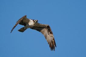 Osprey In Ohio