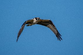 Osprey In Ohio