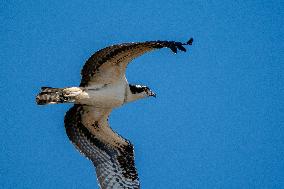 Osprey In Ohio