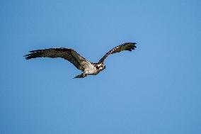 Osprey In Ohio