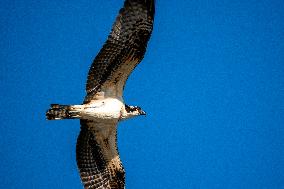 Osprey In Ohio