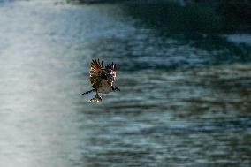 Osprey In Ohio