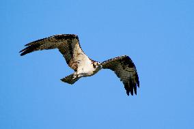 Osprey In Ohio