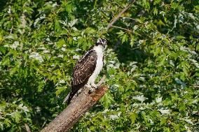 Osprey In Ohio