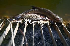 Mass Fish Die Off In Poland