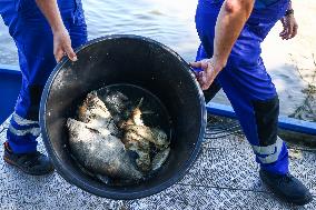 Mass Fish Die Off In Poland