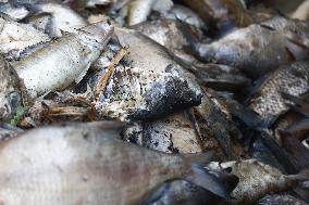 Mass Fish Die Off In Poland