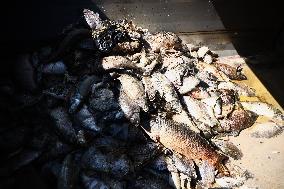 Mass Fish Die Off In Poland