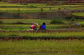 India Agriculture