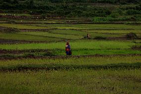 India Agriculture