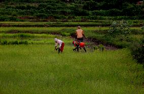 India Agriculture