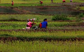 India Agriculture