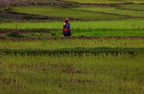 India Agriculture