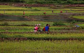 India Agriculture