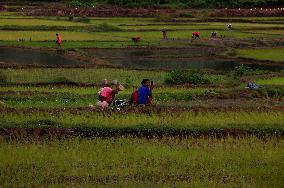 India Agriculture