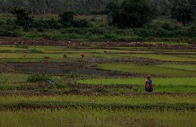 India Agriculture