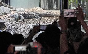 Komodo dragon at central Japan zoo