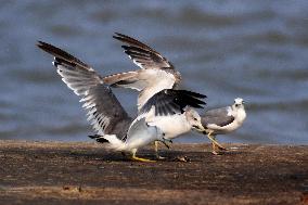 Black-tailed Gull