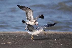 Black-tailed Gull