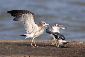 Black-tailed Gull