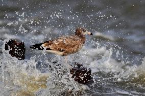 Black-tailed Gull