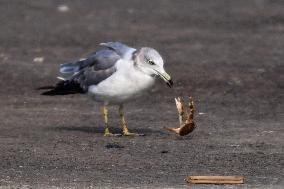 Black-tailed Gull