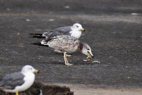 Black-tailed Gull