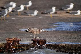 Black-tailed Gull