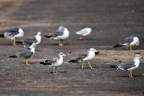 Black-tailed Gull