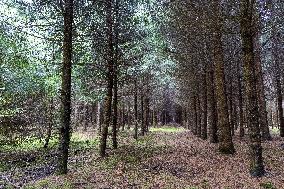 Dried trees