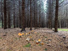 Dried trees