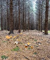 Dried trees