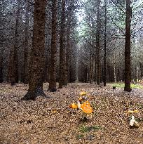 Dried trees