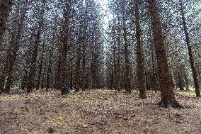 Dried trees