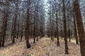 Dried trees