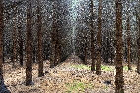 Dried trees