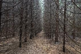 Dried trees