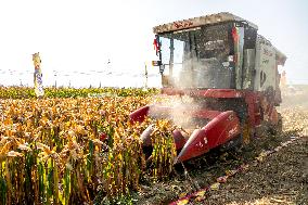 Corn Harvest in Anyang