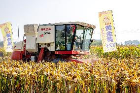 Corn Harvest in Anyang