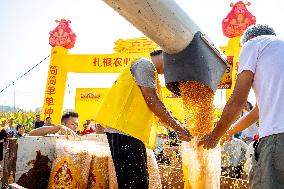 Corn Harvest in Anyang