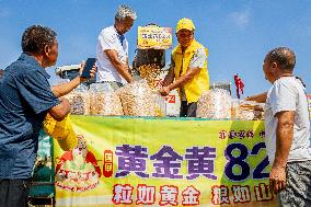 Corn Harvest in Anyang