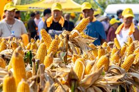 Corn Harvest in Anyang