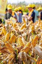 Corn Harvest in Anyang