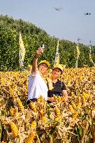 Corn Harvest in Anyang