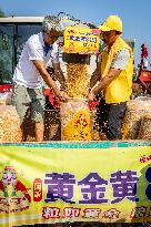 Corn Harvest in Anyang