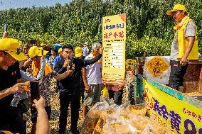 Corn Harvest in Anyang