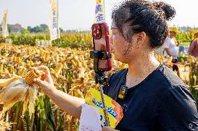 Corn Harvest in Anyang