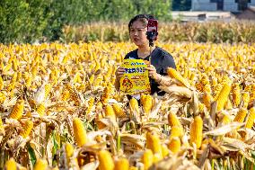 Corn Harvest in Anyang