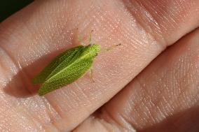 Green Cone-headed Planthopper