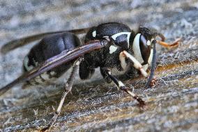 White-tailed Hornet